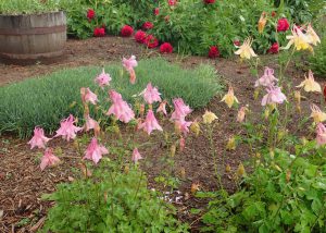 Columbine Plants and Common Pests That Bother Them