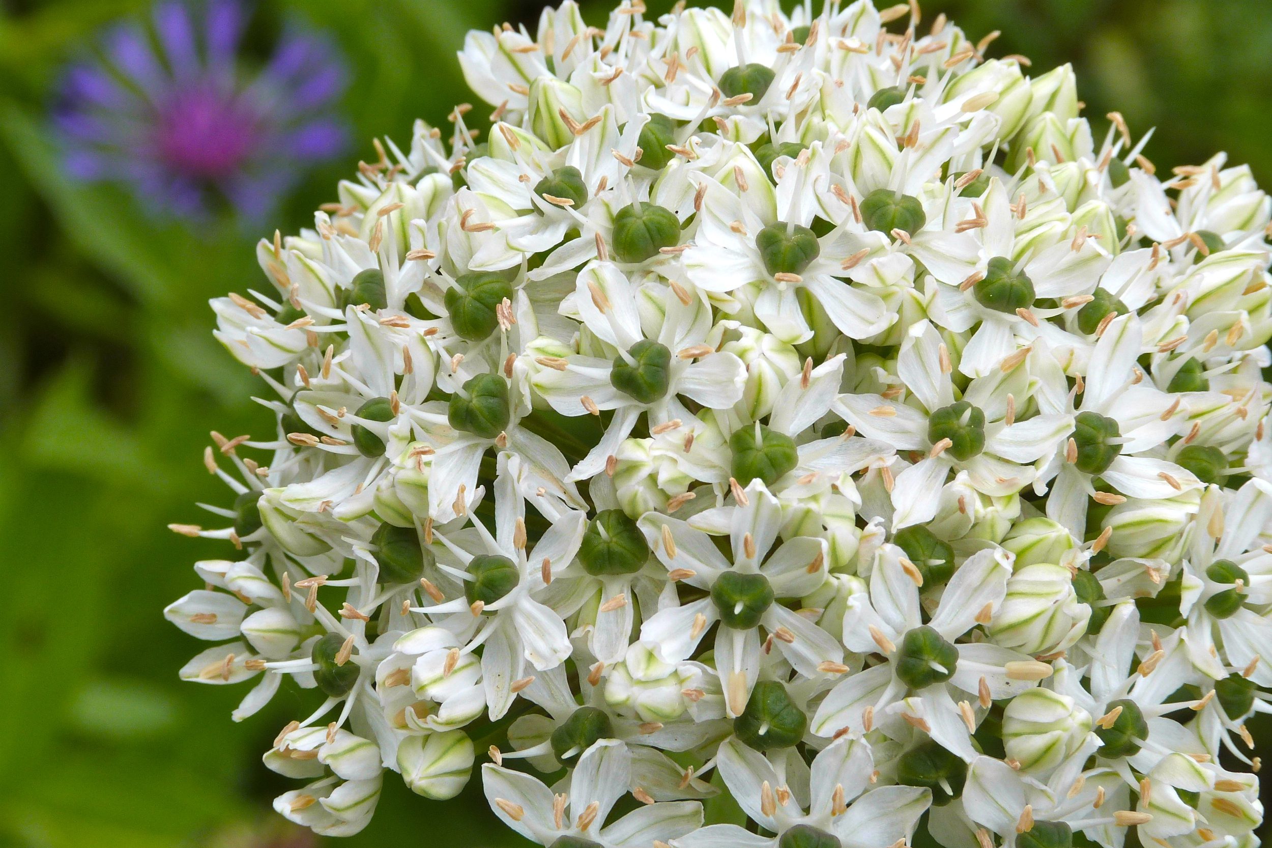 White Giant Allium Planters Place