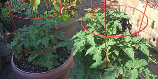 Growing Tomatoes in Containers Is Easy and Fun