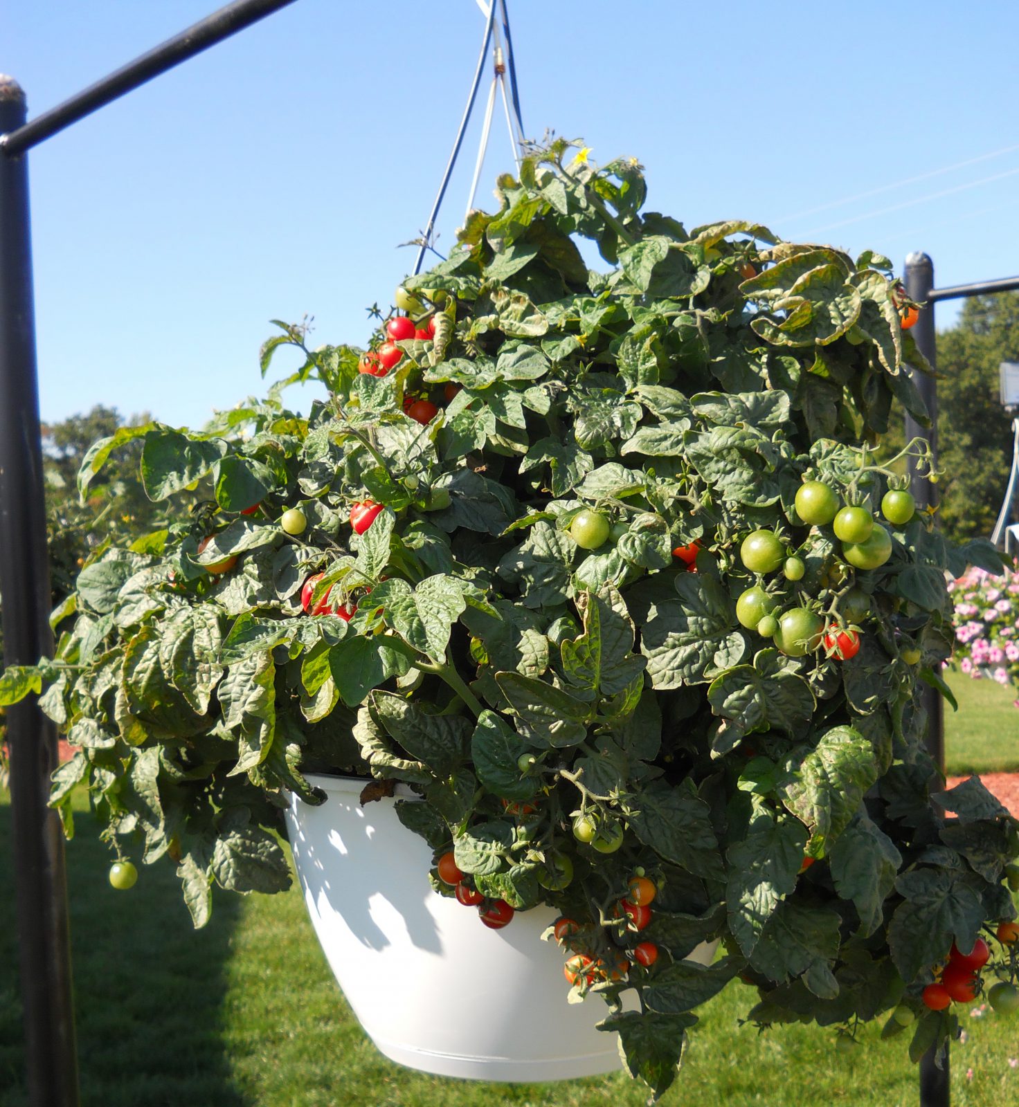 container tomatoes