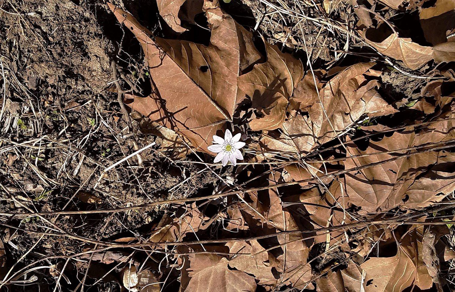 tennessee-wildflower-planters-place