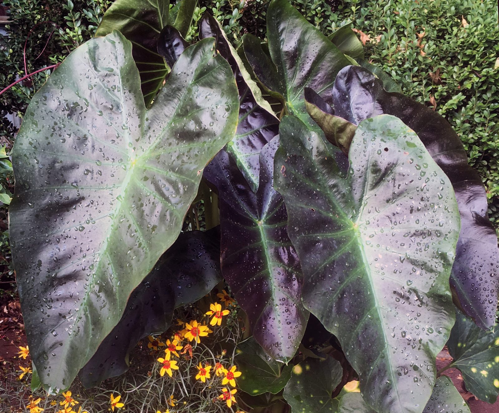 elephant ears plant near me Elephant Ears
