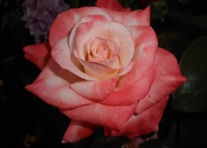 Watering the Garden and Hydrating Properly