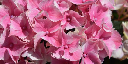 Simple beauty of hydrangeas