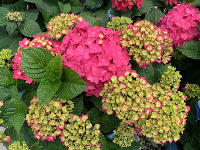 Hydrangea Summer Crush - Planters Place