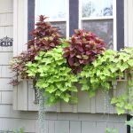window box