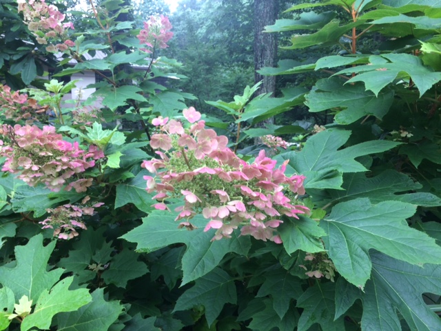 Oakleaf Hydrangea Snow Queen 7 2019 Planters Place