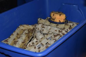 Keep crickets in a tote using a water soaked sponge for their water source. 