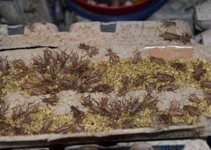 Raising crickets at home is easy.