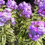 Phlox Shockwave