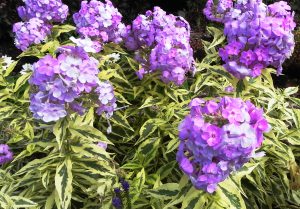 Phlox Shockwave
