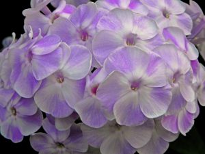 Phlox Blushing Shortwood