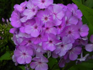 Phlox David's Lavender