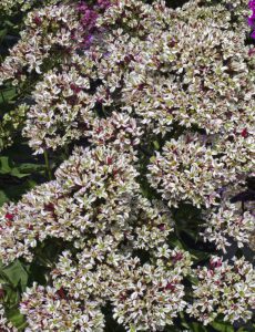 Phlox Pure Feelings