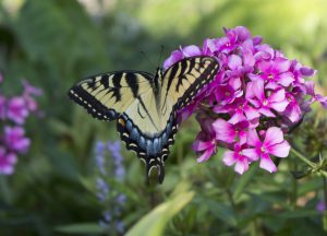 Phlox with Tiger Swallowtail