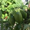 These tomatoes have been hanging on the vine with green skin while the temperatures remained above 85F.