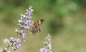 Fall flowers and pollinators that love them