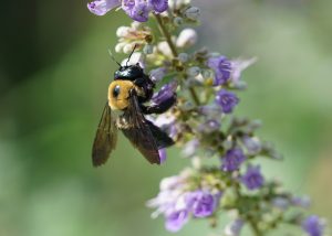 Fall flowers and pollinators that love them