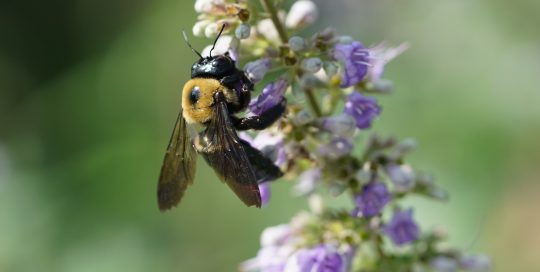 Fall flowers and pollinators that love them