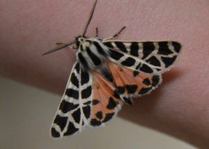 The ornate tiger moth is just one example of their subtle beauty.