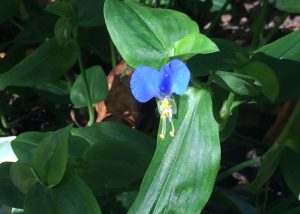 Spiderwort and Its Many Uses in the Garden