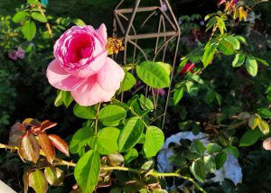 Rosebuds and Yellow Jackets in the Garden