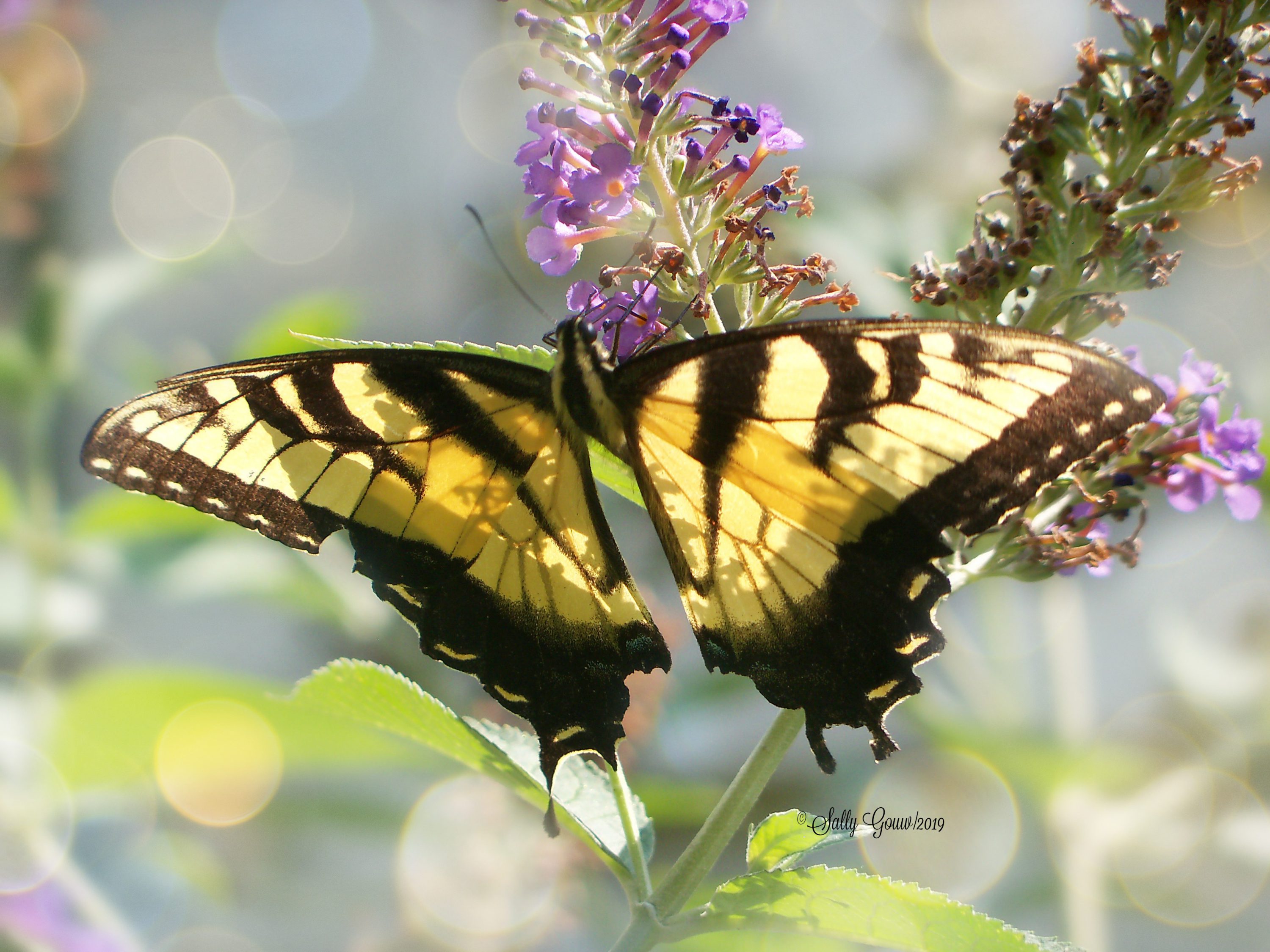 Butterfly Bush Family Name