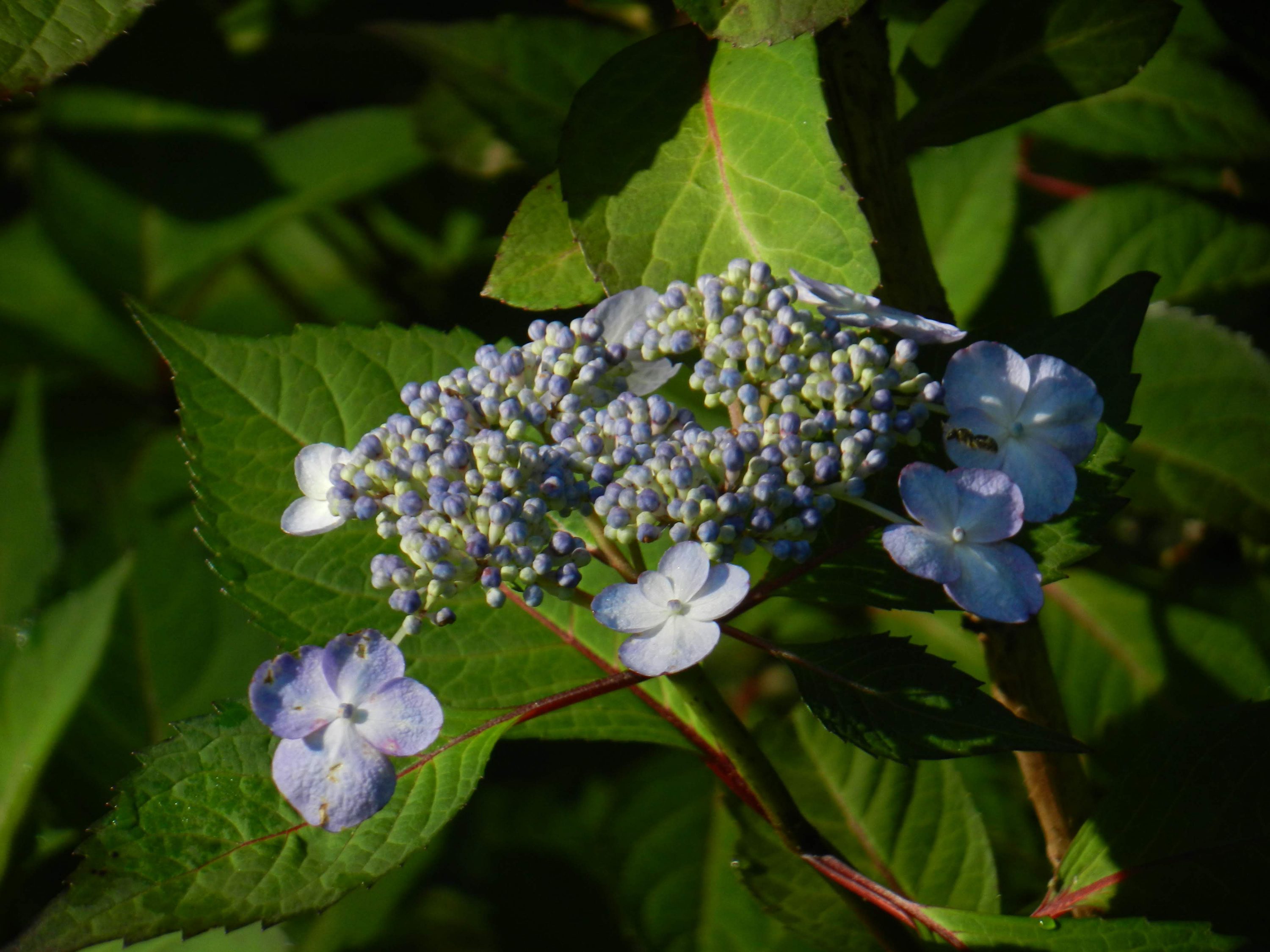 pollinators and plants - Planters Place