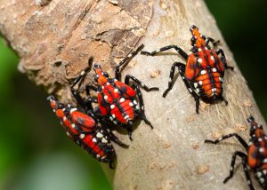 This is one stage of the spotted lantern fly, a new invasive species in the eastern part of the country.