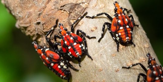This is one stage of the spotted lantern fly, a new invasive species in the eastern part of the country.