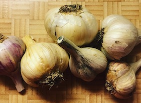 heads of different varieties of garlic