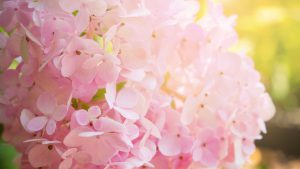 fire light hydrangeas