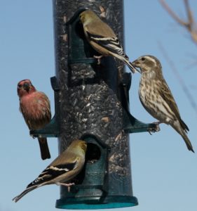 birds on a tube feeder
