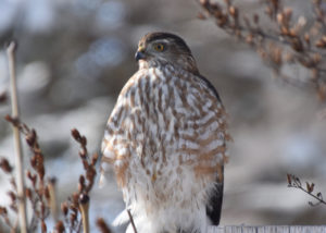 Hawks take advantage of backyard bird feeders.