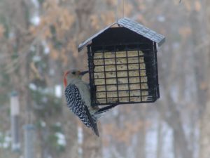 red-bellied woodpecker on suet feeder