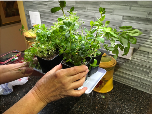 placing indoor plants
