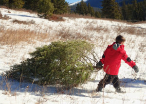 Whether you cut your own tree or buy one from a local yard, real trees can harbor unwanted insects.