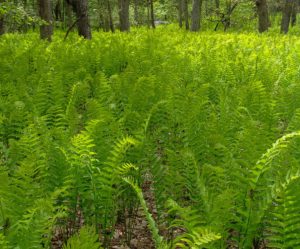 A forest of fern.