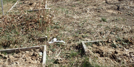Winter clean up to reduce pests