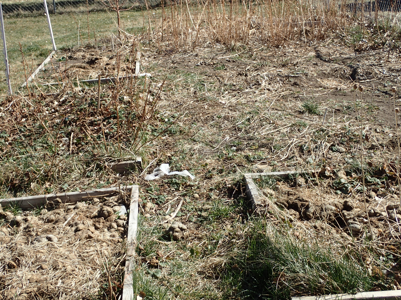 How to Keep Pests Out of Your Garden Year-Round - Featured Image