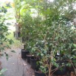 how to grow camellias in containers