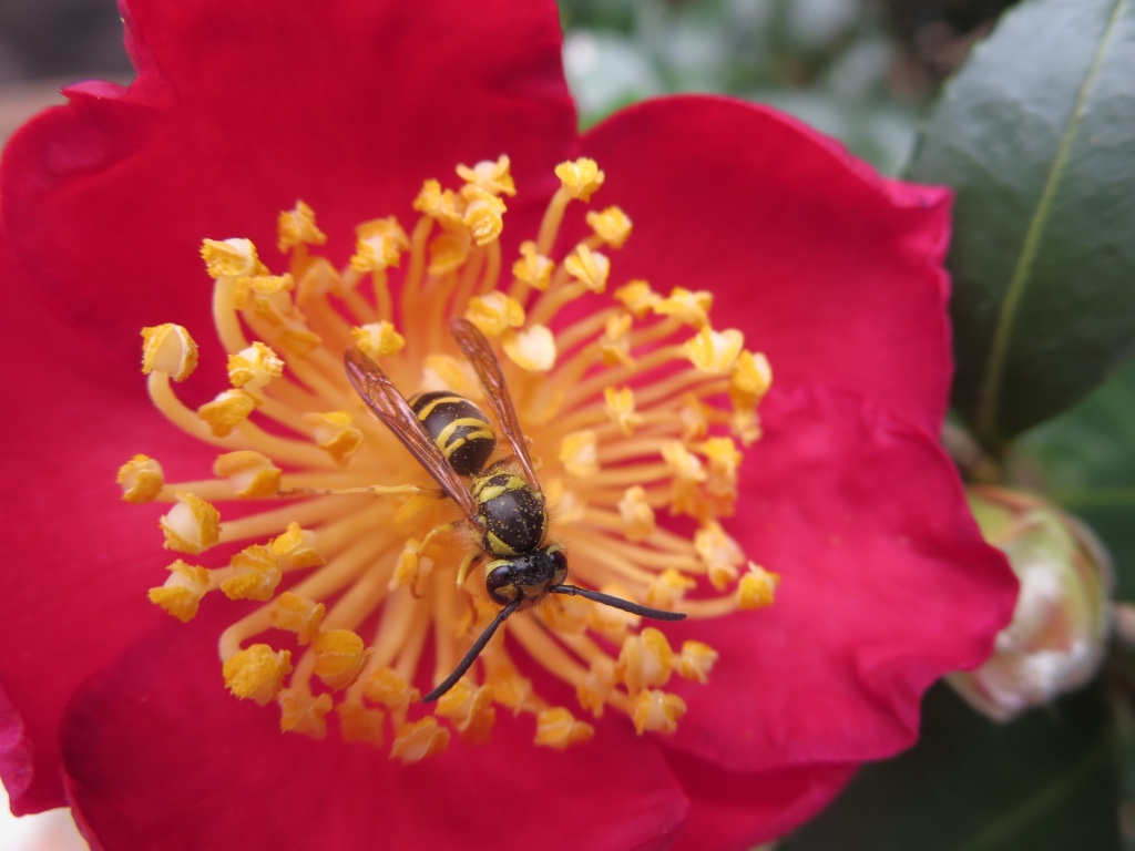 how to grow camellias in containers