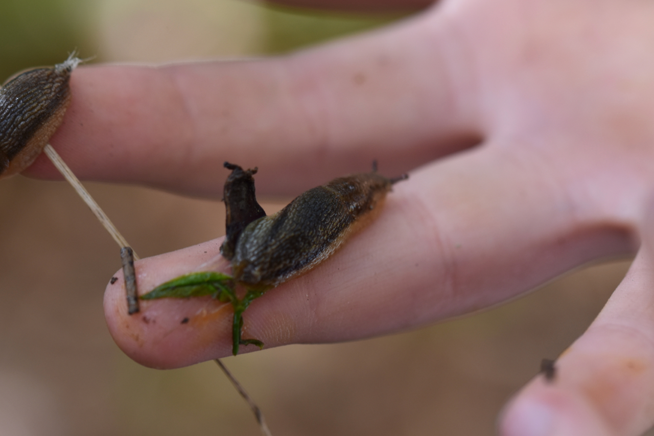 New gardeners should look for these common pests - Planters Place