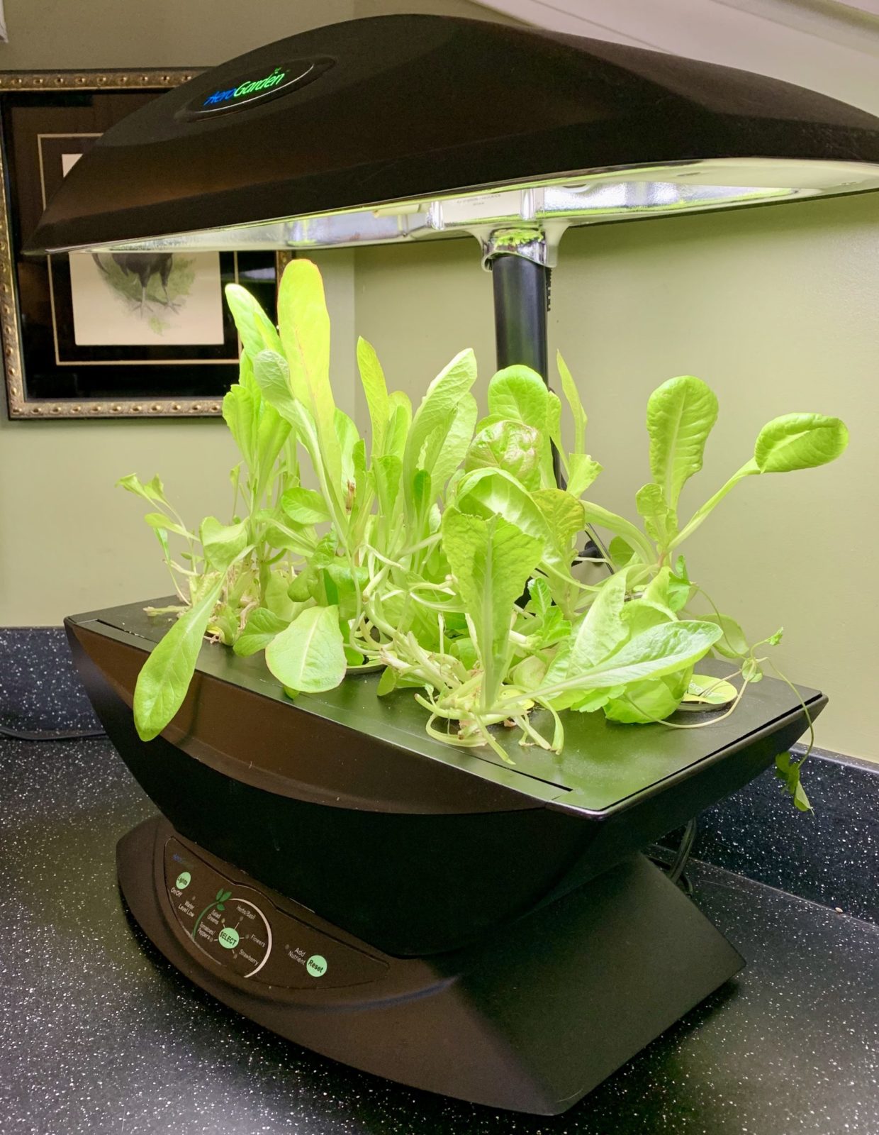 Growing Food in Containers Planters Place