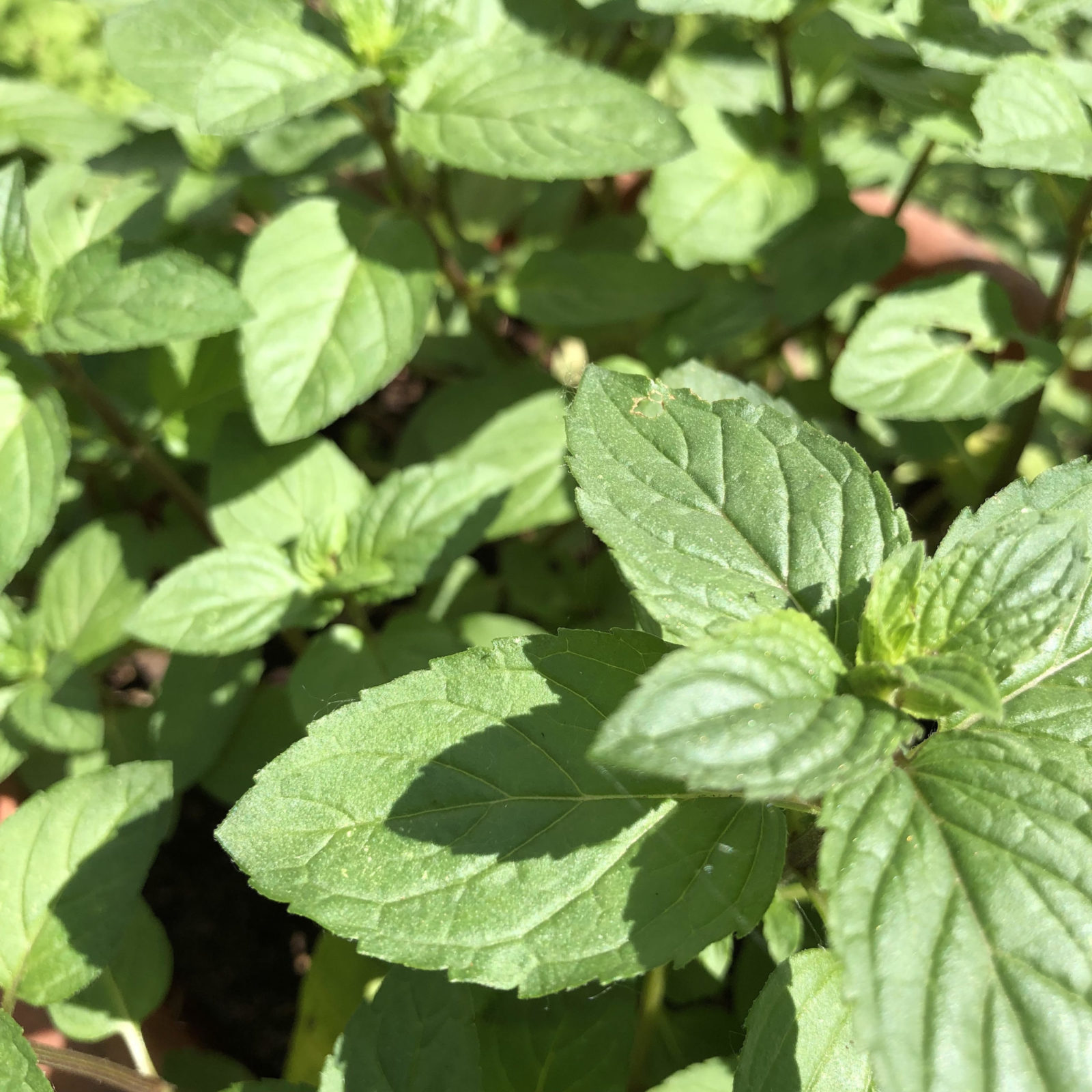 How to Grow Mint Indoors and Outdoors - Planters Place