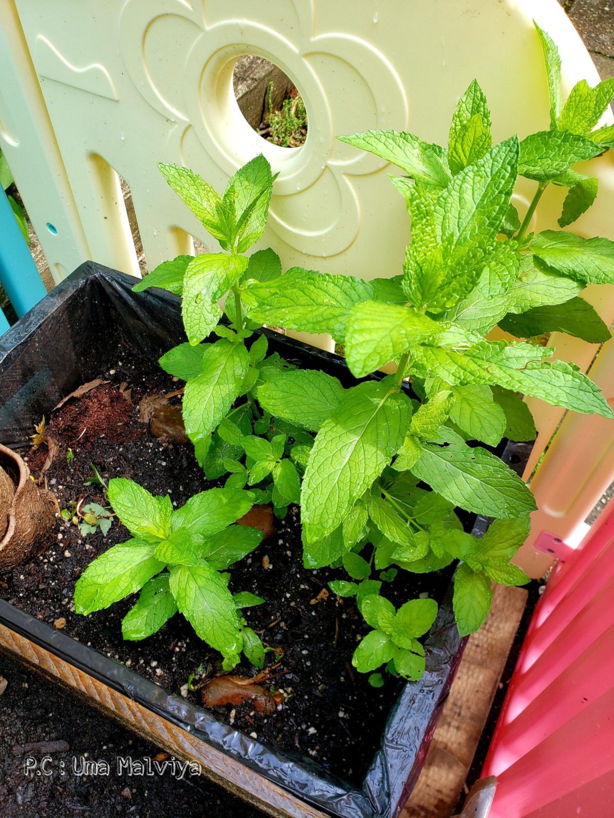 how to grow mint indoors and outdoors