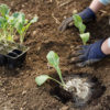 Maintain your health by planting with gloves on while working in the soil.