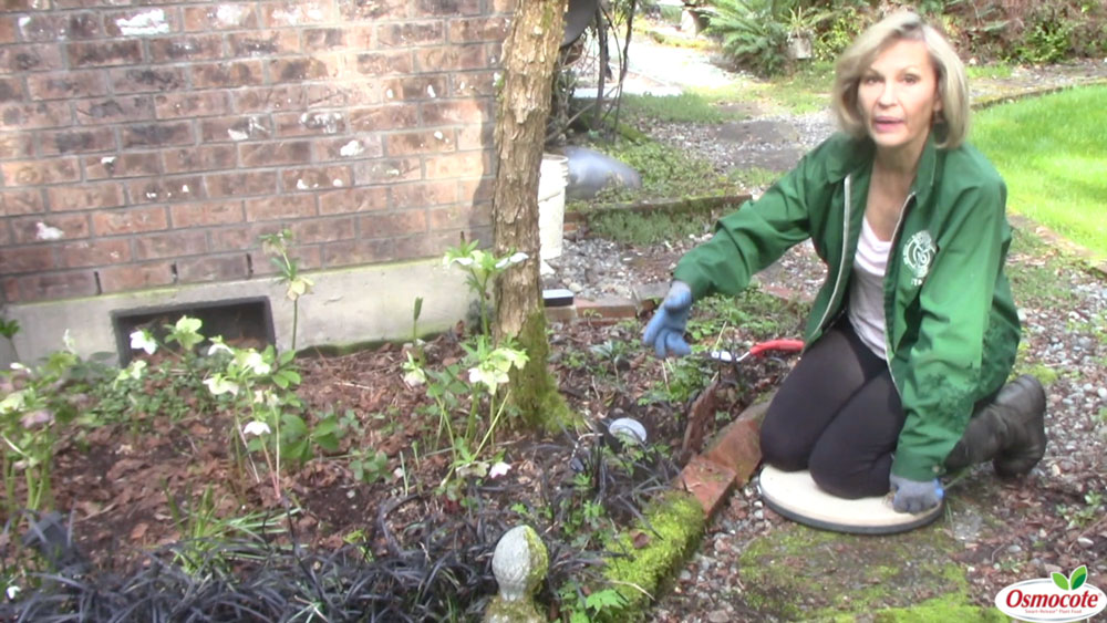 Expert Gardener Marianne Binetti shows how easy it is to divide and replant Black Mondo Grass so that it makes a beautiful garden bed border.