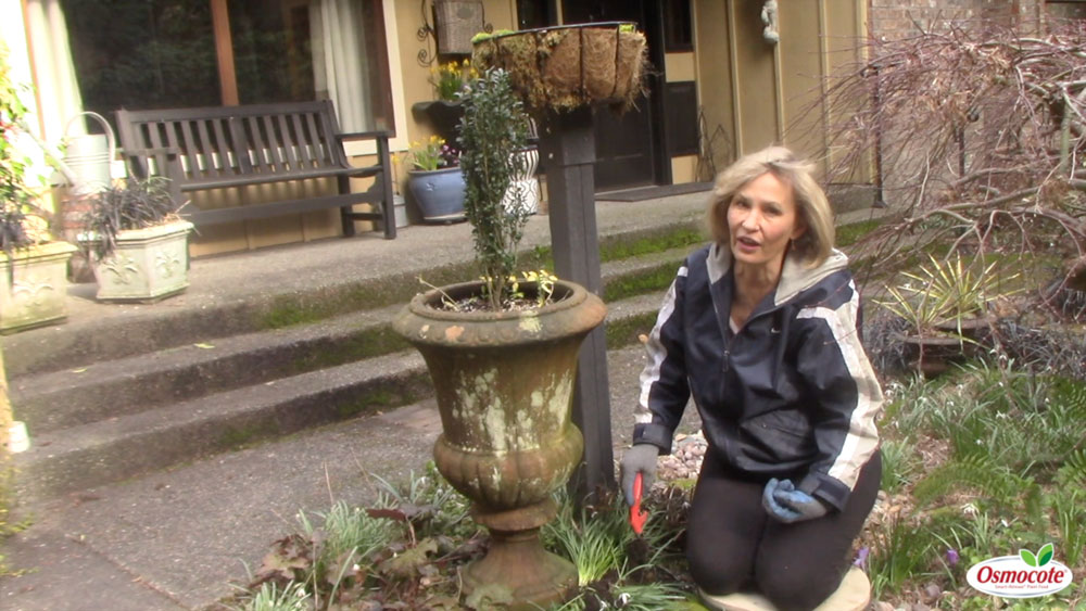 Early spring is the time to divide Snowdrop Bulbs! Master Gardener Marianne Binetti shows how to divide up a colony of snowdrop bulbs to get them to spread.