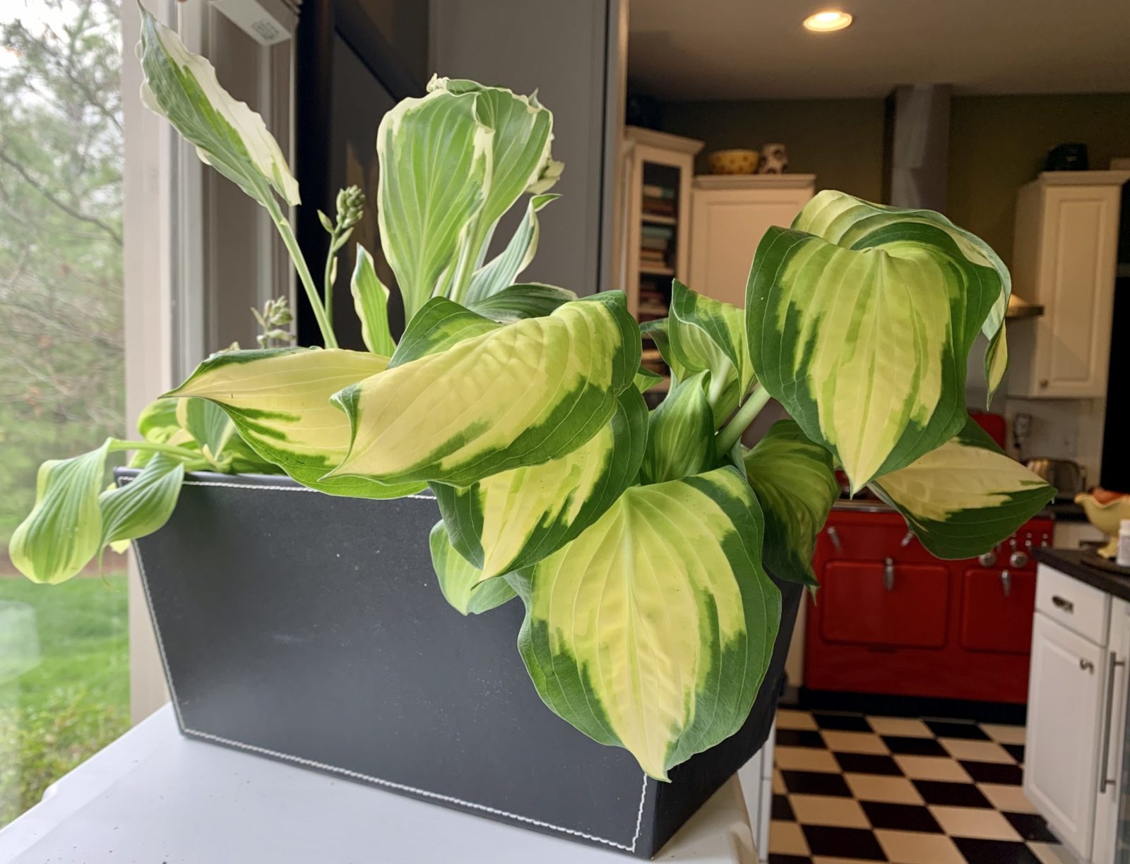 Container Hosta Growing Hostas in Containers - Planters Place